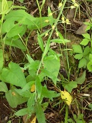 Borodinia canadensis