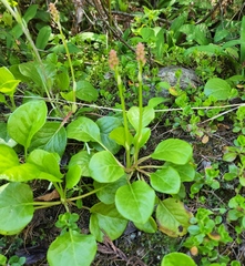 Pyrola minor