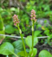 Pyrola minor