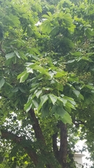 Aesculus hippocastanum
