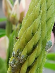 Macrosiphum albifrons