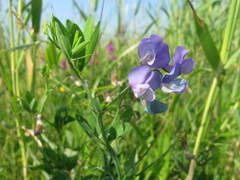 Lathyrus palustris