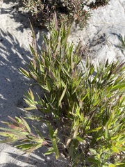 Dichanthelium meridionale