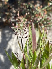 Dichanthelium meridionale
