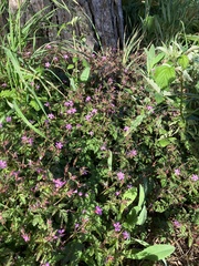 Geranium robertianum