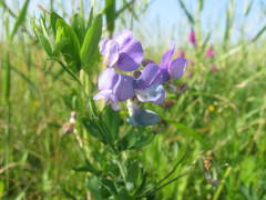 Lathyrus palustris