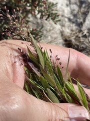 Dichanthelium meridionale