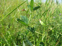 Lathyrus palustris