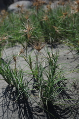 Spinifex littoreus