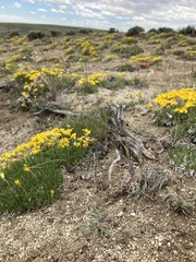 Boechera pendulocarpa