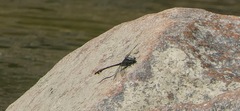 Gomphurus fraternus
