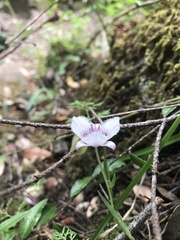 Calochortus tolmiei