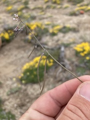 Boechera pendulocarpa