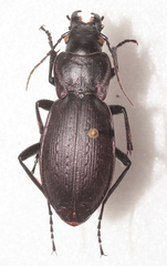 Carabus macrocephalus