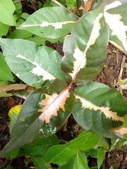 Graptophyllum