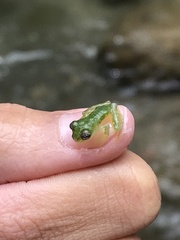 Teratohyla pulverata