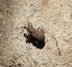 Dyslobus granicollis