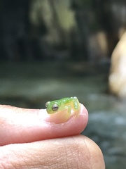 Teratohyla pulverata