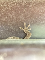 Gekko japonicus