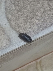 Armadillidium vulgare