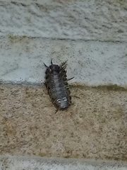 Armadillidium vulgare
