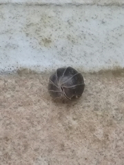 Armadillidium vulgare