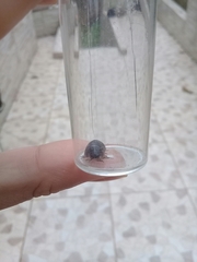 Armadillidium vulgare