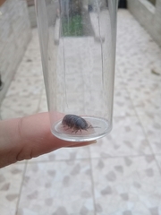 Armadillidium vulgare