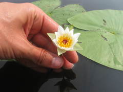 Nymphaea tetragona