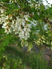 Robinia pseudoacacia
