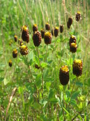 Trifolium spadiceum