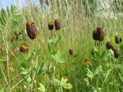 Trifolium spadiceum