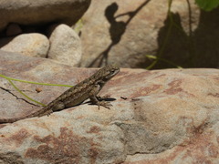 Sceloporus occidentalis