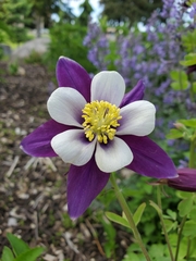Aquilegia coerulea