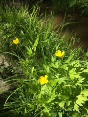 Ranunculus hispidus caricetorum