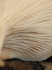 Lentinellus montanus