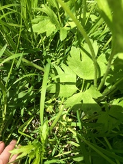 Ranunculus hispidus caricetorum