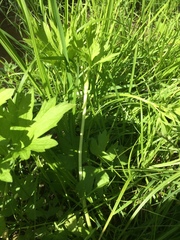 Ranunculus hispidus caricetorum