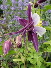 Aquilegia coerulea