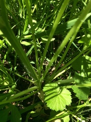 Ranunculus hispidus caricetorum