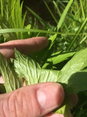 Ranunculus hispidus caricetorum