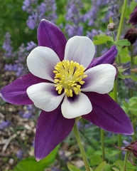 Aquilegia coerulea