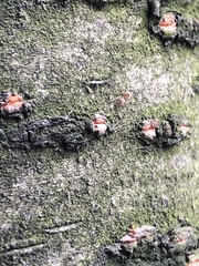 Formicoidea