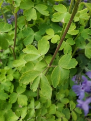 Aquilegia coerulea