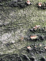Formicoidea