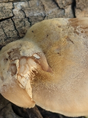 Lentinellus montanus