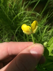 Ranunculus hispidus caricetorum