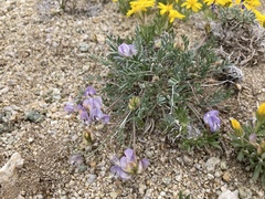 Astragalus miser decumbens