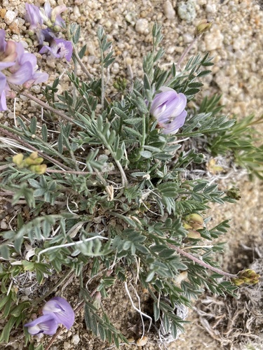 Astragalus miser var. decumbens