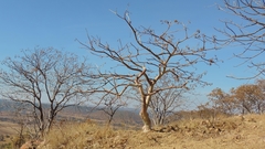 Sterculia quinqueloba